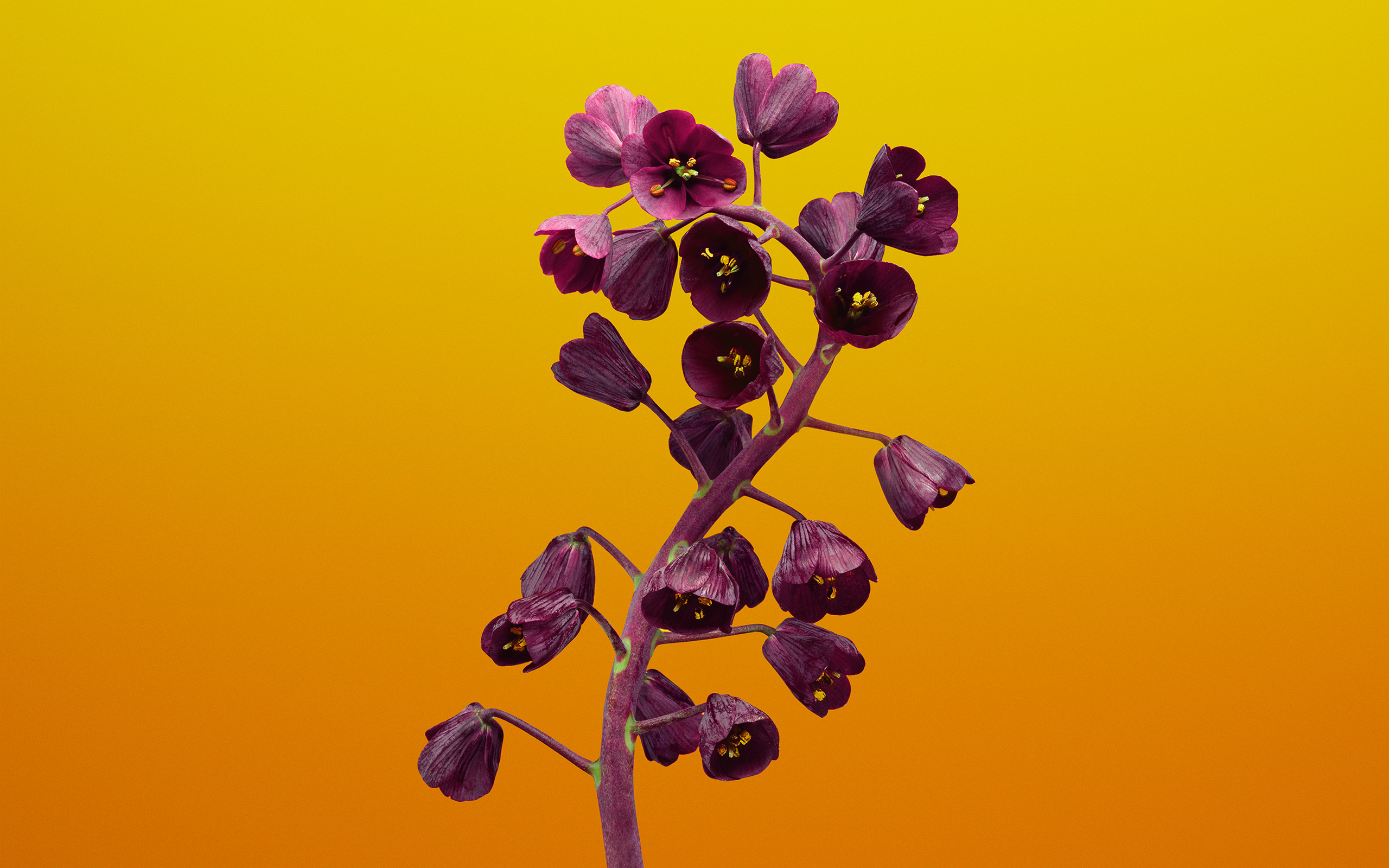 Fritillaria Flower iOS 11 Stock149208515 - Fritillaria Flower iOS 11 Stock - Stock, iOS, Gloriosa, Fritillaria, flower